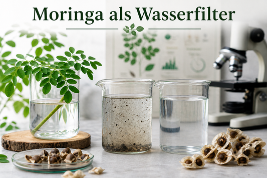 Wasser filtern mit Moringa