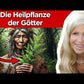 Artemisia - Königin der Heilpflanzen